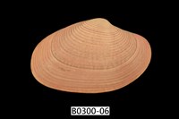 藏品(山瓜子簾蛤)的圖片